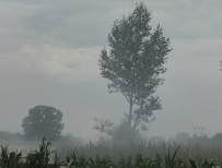 [星野和]雨[08/06补]