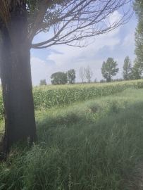 [星野和]补午后的时光[08/06补]